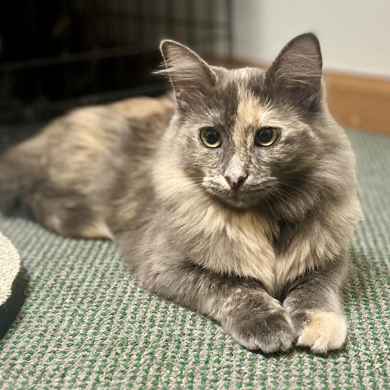 Enlarge Cobra & Scar, bonded pair, an adopted mixed breed in Chicago, IL image 6/6