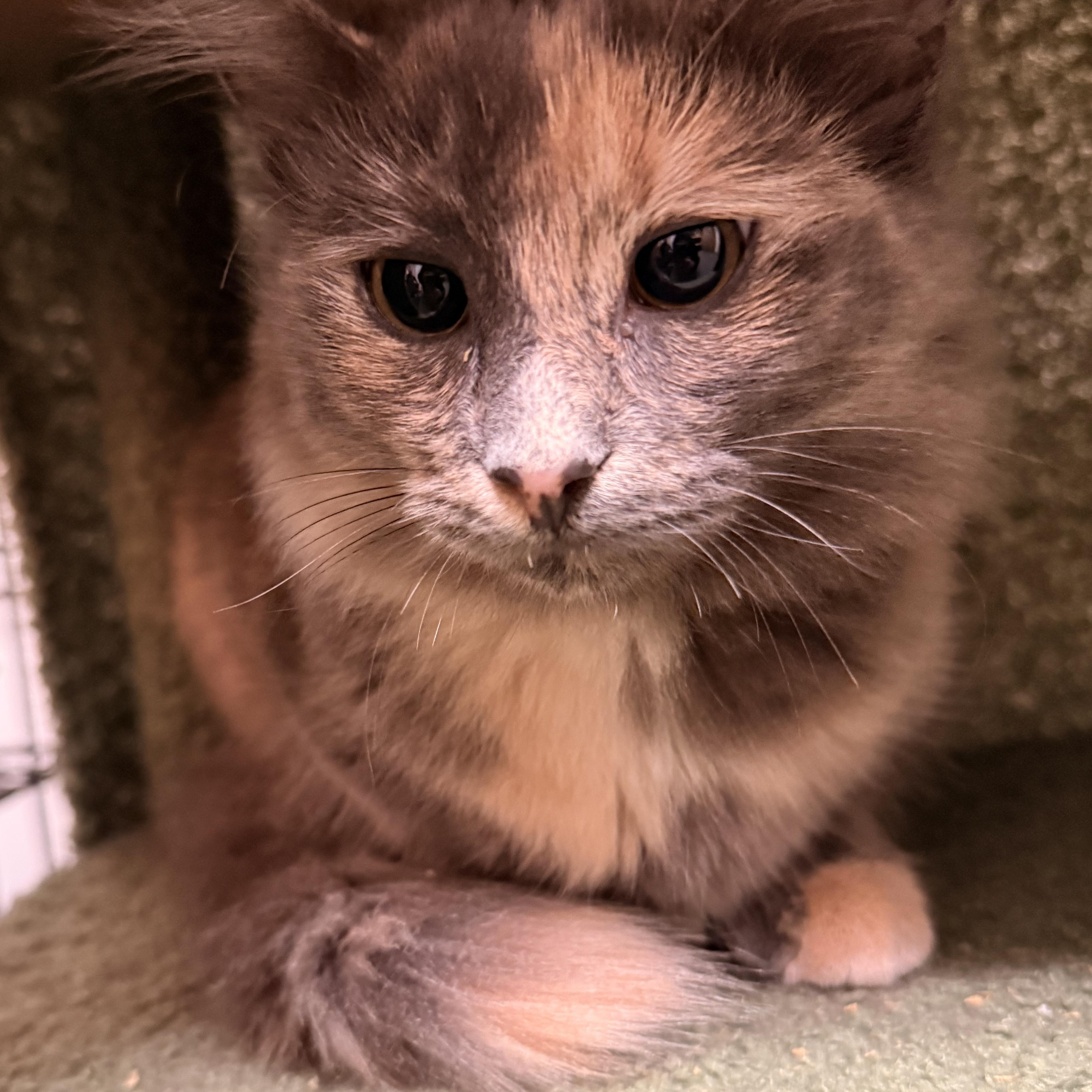 Enlarge Cobra & Scar, bonded pair, an adopted mixed breed in Chicago, IL image 4/6