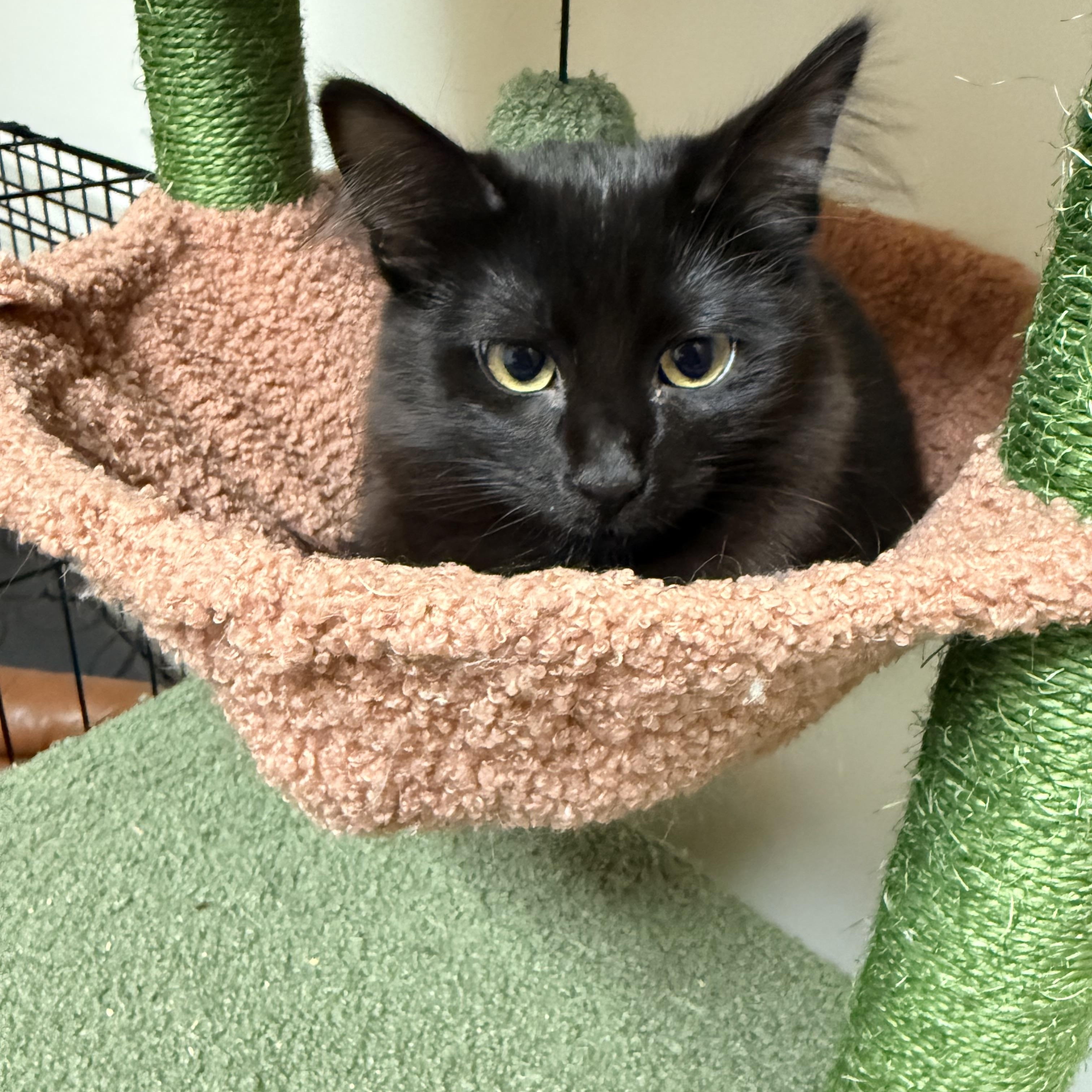 Enlarge Cobra & Scar, bonded pair, an adopted mixed breed in Chicago, IL image 3/6