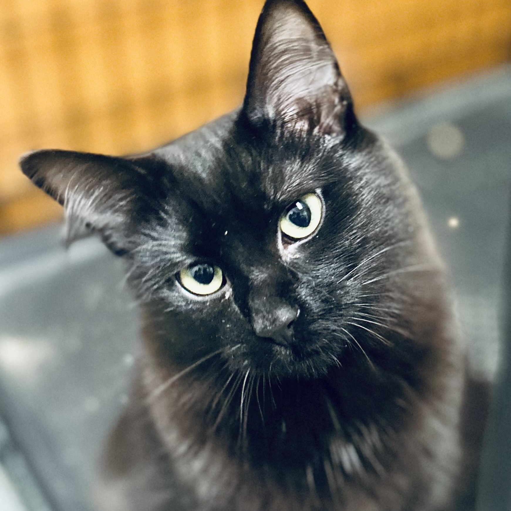 Cobra & Scar, bonded pair, adopted, Young Female Domestic Short Hair.