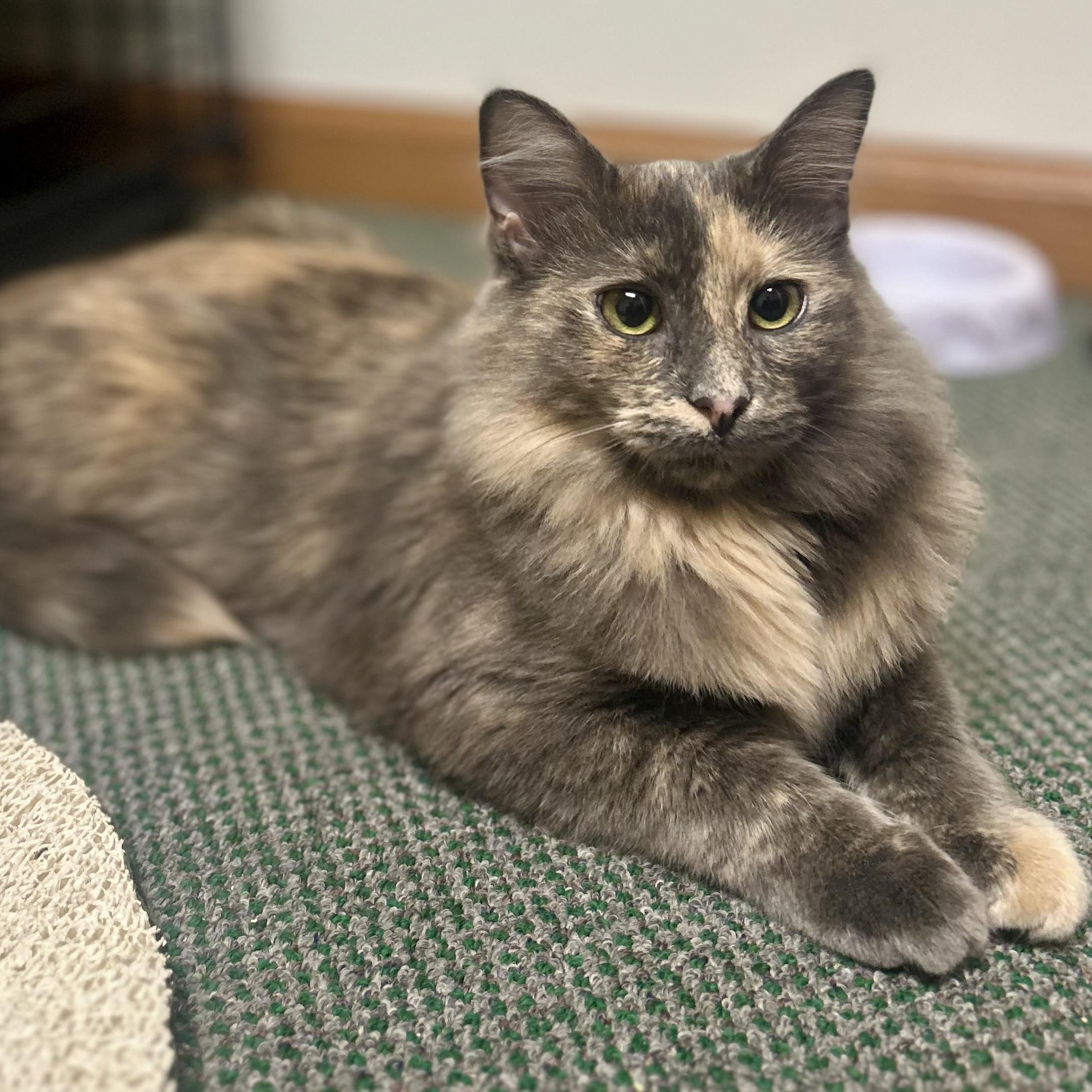 Enlarge Cobra & Scar, bonded pair, an adopted mixed breed in Chicago, IL image 2/6