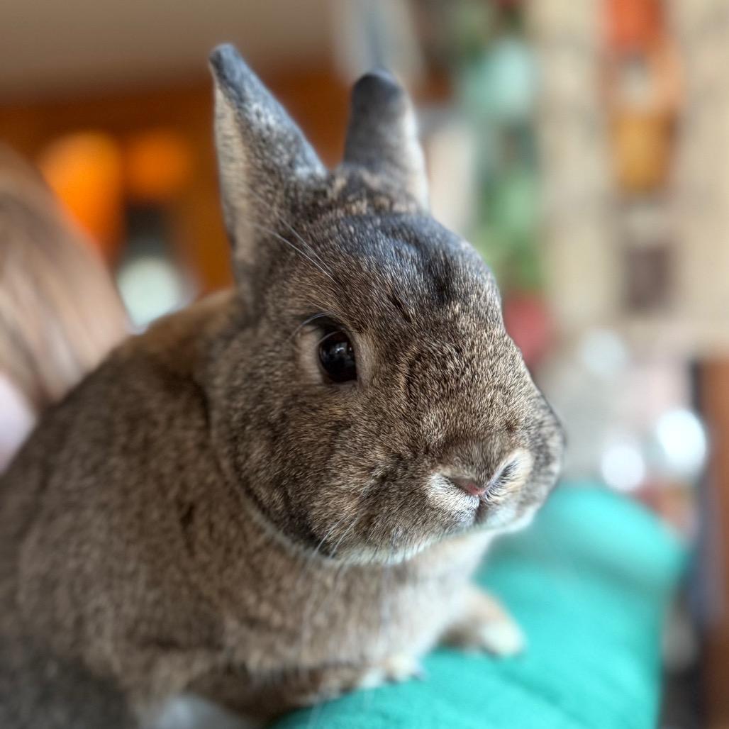 Enlarge Bingo, a Adoptable Netherland Dwarf in Winston-Salem, NC image 1/3