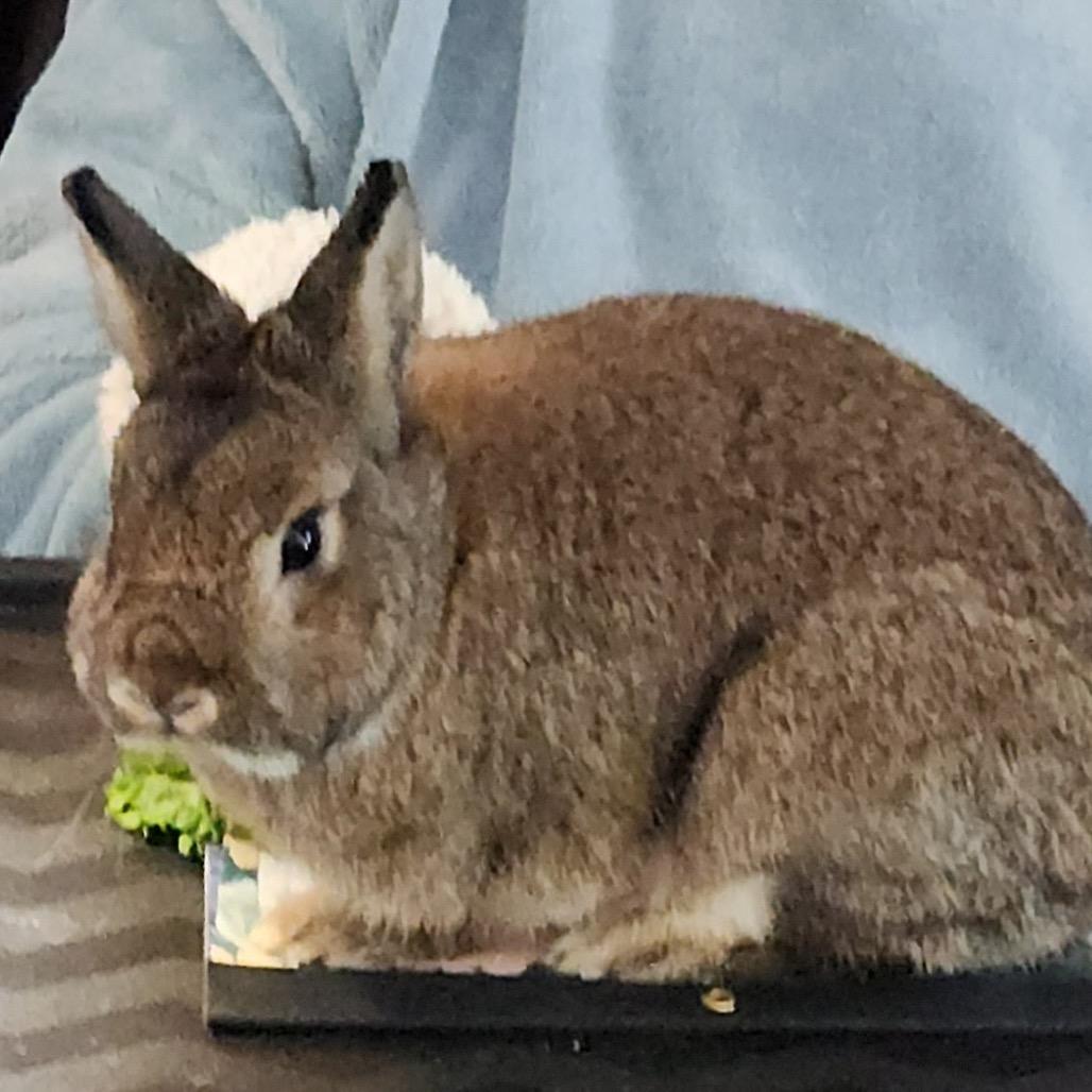 Enlarge Bingo, a Adoptable Netherland Dwarf in Winston-Salem, NC image 2/3