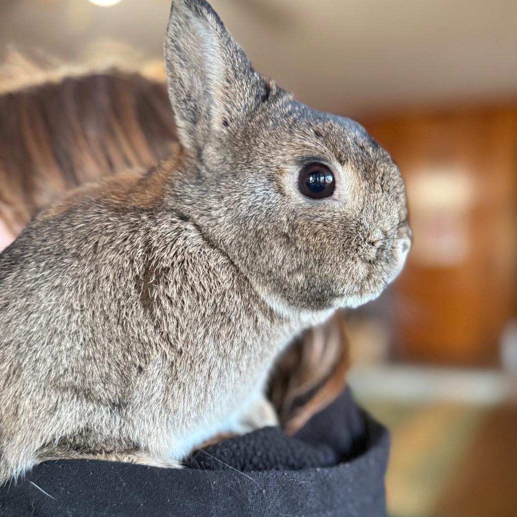 Enlarge Bingo, a Adoptable Netherland Dwarf in Winston-Salem, NC image 3/3