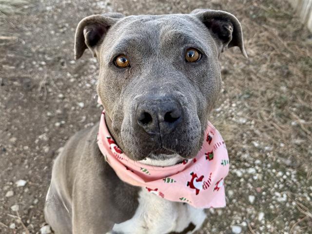 CINDY LOU WHO, Adoptable, Adult Female Pit Bull Terrier.