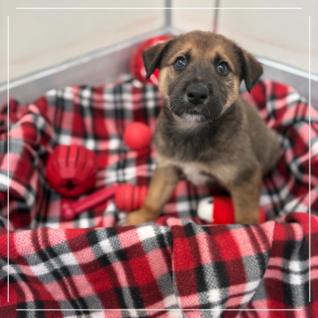 Enlarge Claret 54597, a Adoptable mixed breed in Las Vegas, NV image 1/5