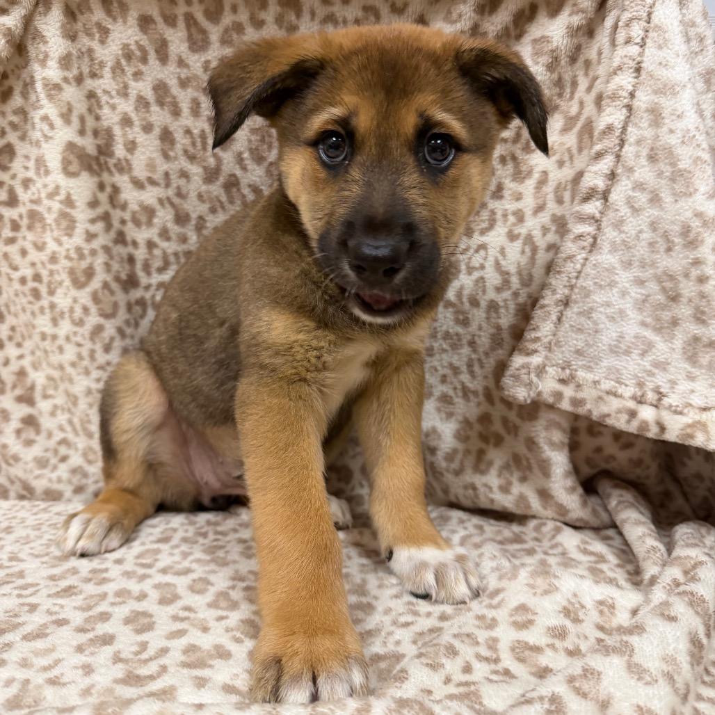Enlarge Claret 54597, a Adoptable mixed breed in Las Vegas, NV image 2/5
