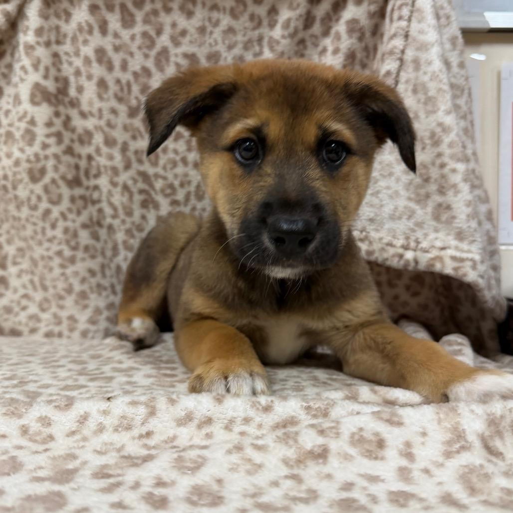 Enlarge Claret 54597, a Adoptable mixed breed in Las Vegas, NV image 3/5
