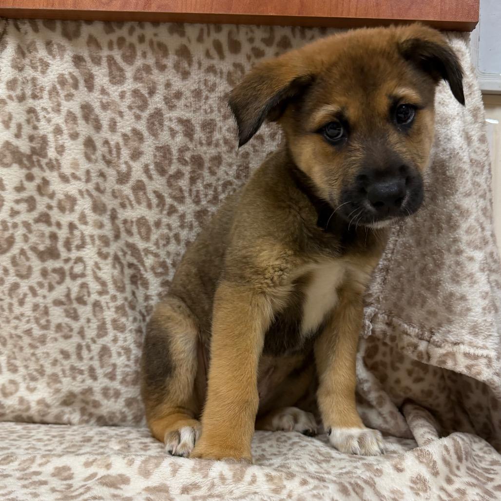 Enlarge Claret 54597, a Adoptable mixed breed in Las Vegas, NV image 4/5