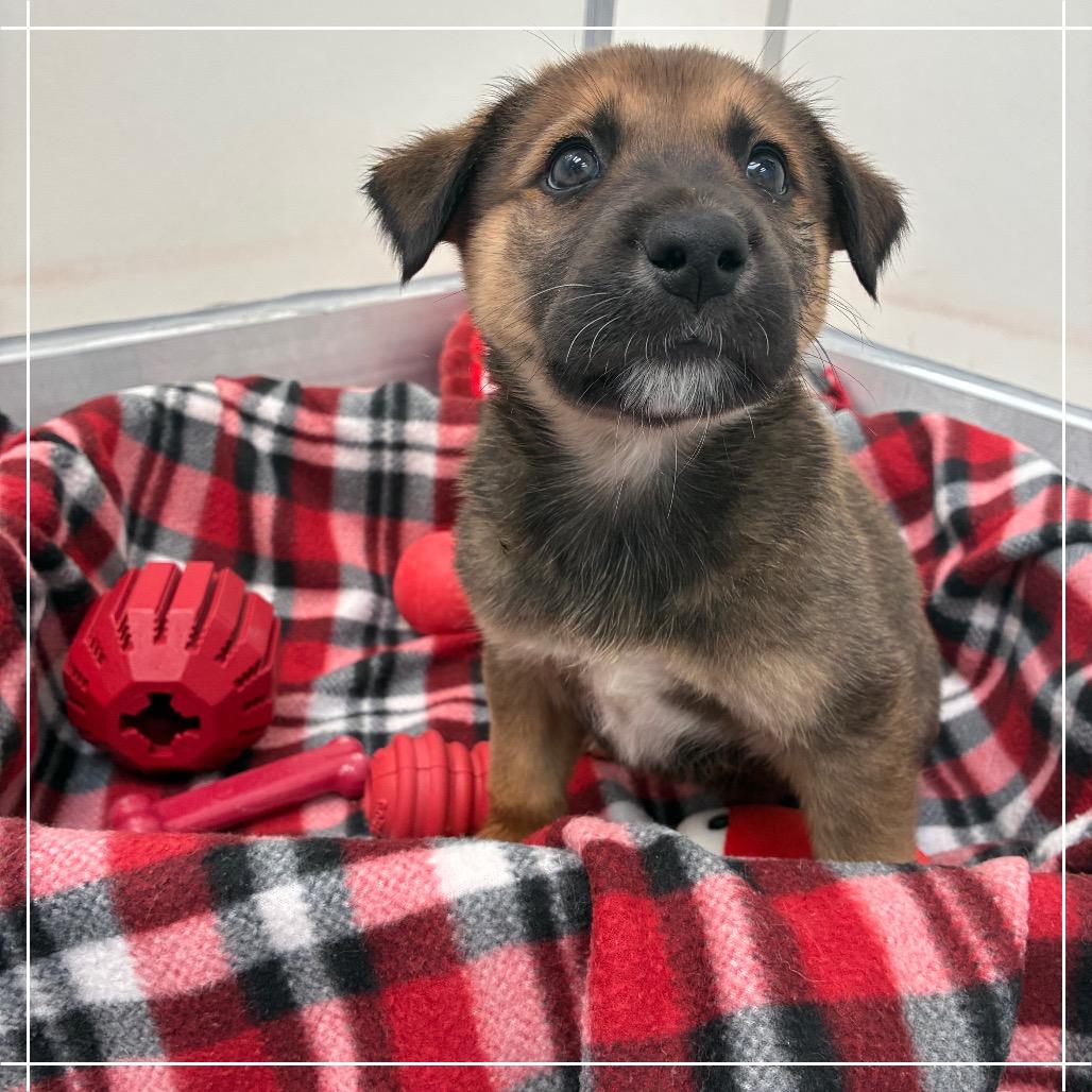 Enlarge Claret 54597, a Adoptable mixed breed in Las Vegas, NV image 5/5