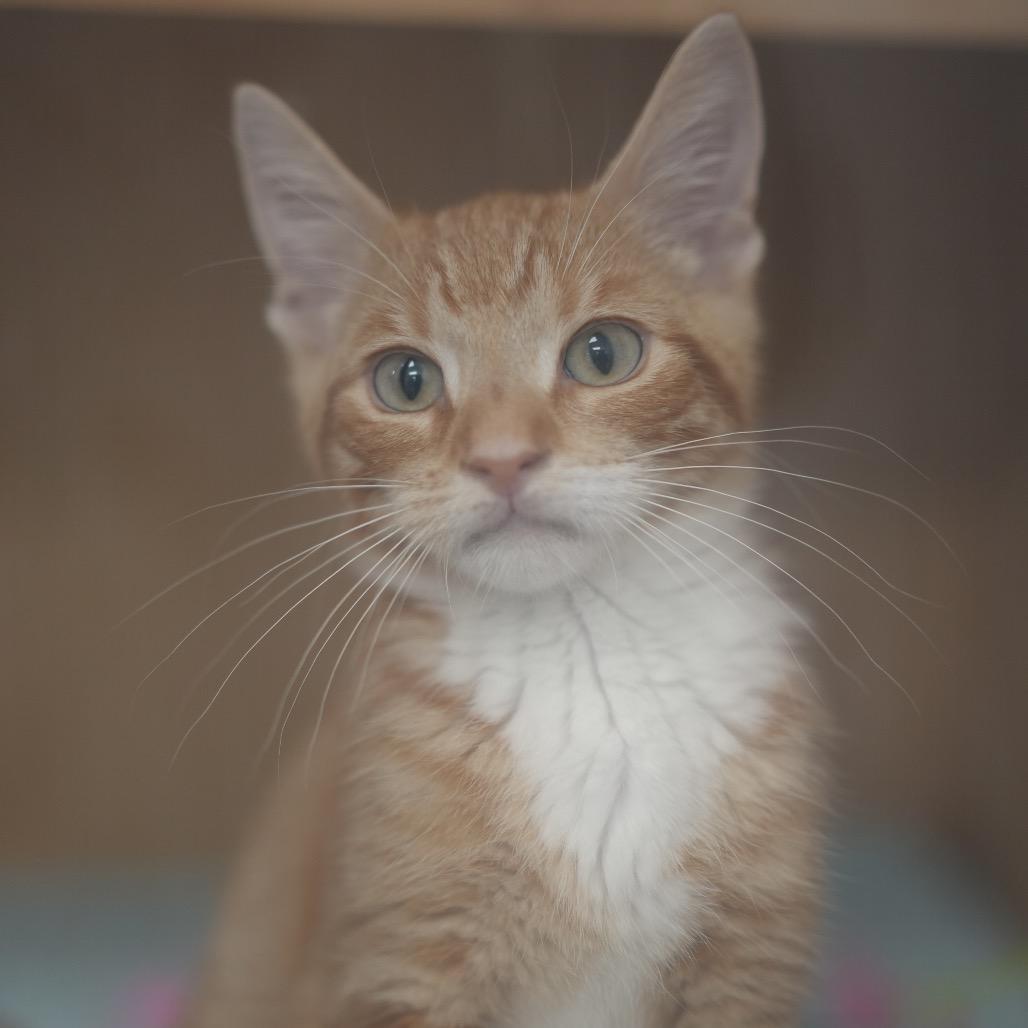 Macaroni, Adoptable, Kitten Male Domestic Short Hair.