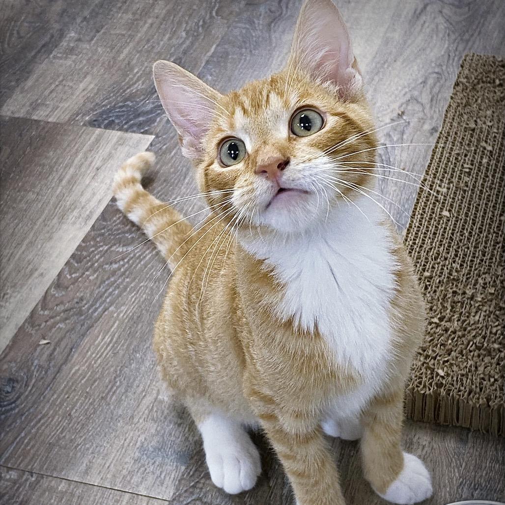 Macaroni, a Adoptable Domestic Short Hair in Huntsville, AL image 2/5