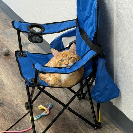 Macaroni, a Adoptable Domestic Short Hair in Huntsville, AL image 3/5