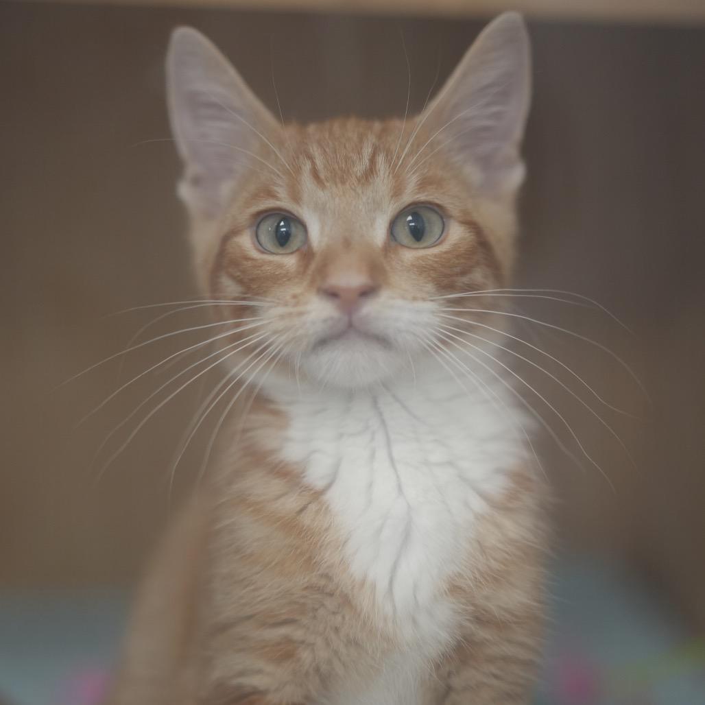 Macaroni, a Adoptable Domestic Short Hair in Huntsville, AL image 4/5