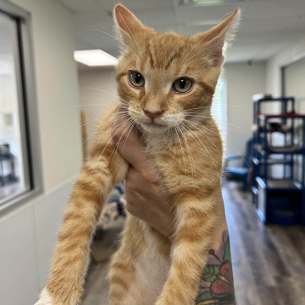 Macaroni, a Adoptable Domestic Short Hair in Huntsville, AL image 5/5