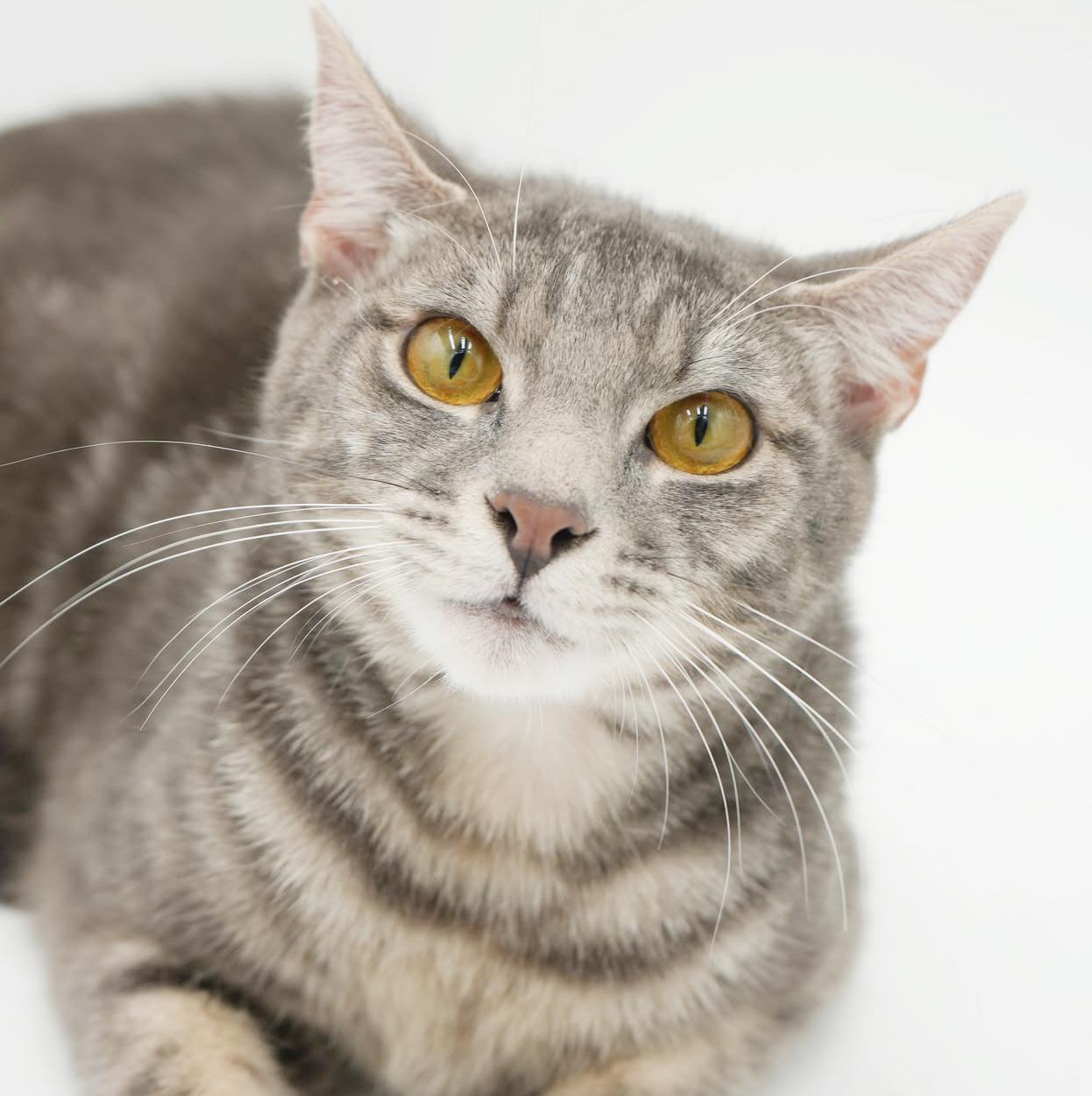 Enlarge  Spice is OH SO NICE! Way cuter than pics - LOVER!! VIDEO!!, an adopted mixed breed in Bedford Hills, NY image 1/6