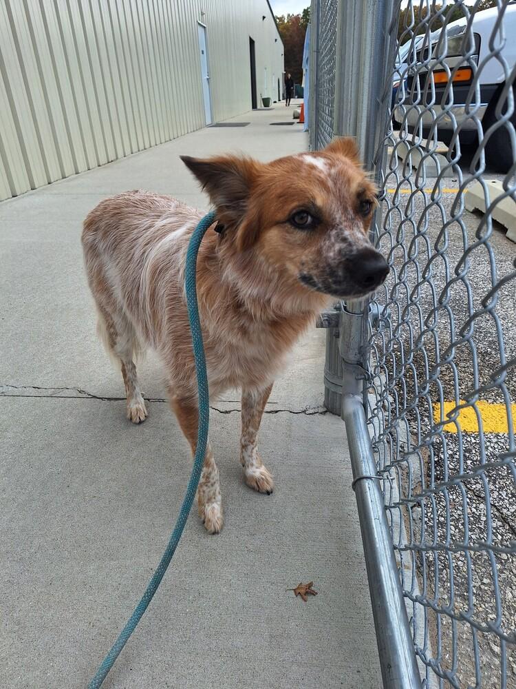 Enlarge Scarlet, a Adoptable Australian Shepherd in Muskegon, MI image 1/1