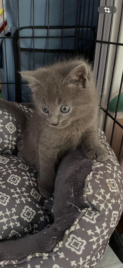 Enlarge Phoenix, a Adoptable mixed breed in Johnson City, TN image 2/6