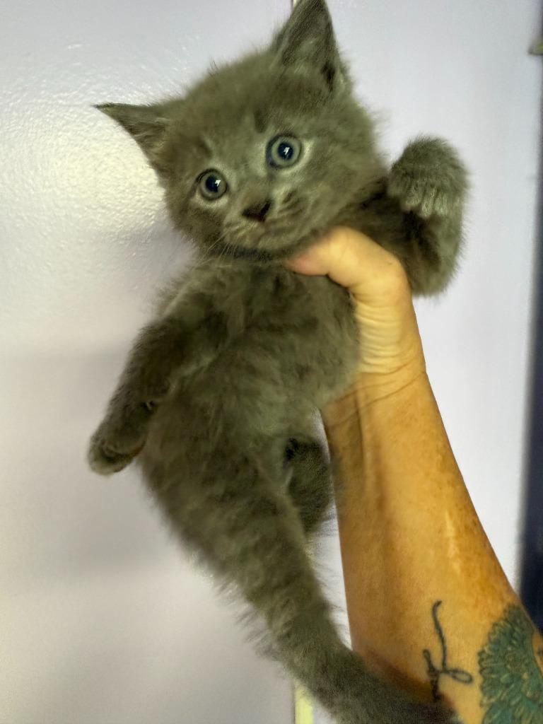 Enlarge Phoenix, a Adoptable mixed breed in Johnson City, TN image 4/6
