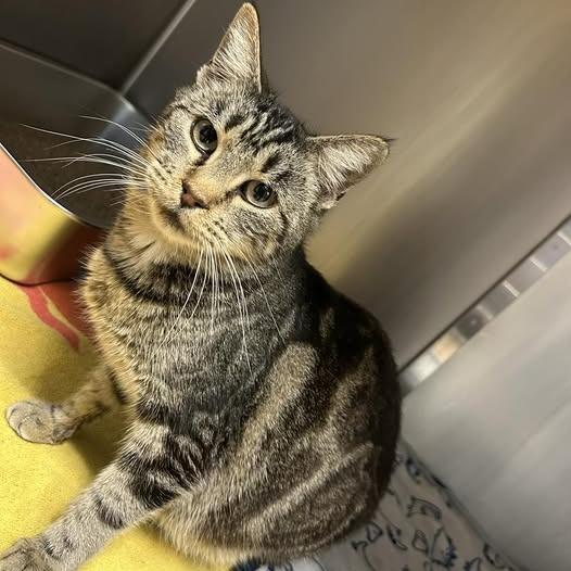 Enlarge Lana, a Adoptable Domestic Short Hair in Redwood City, CA image 1/1