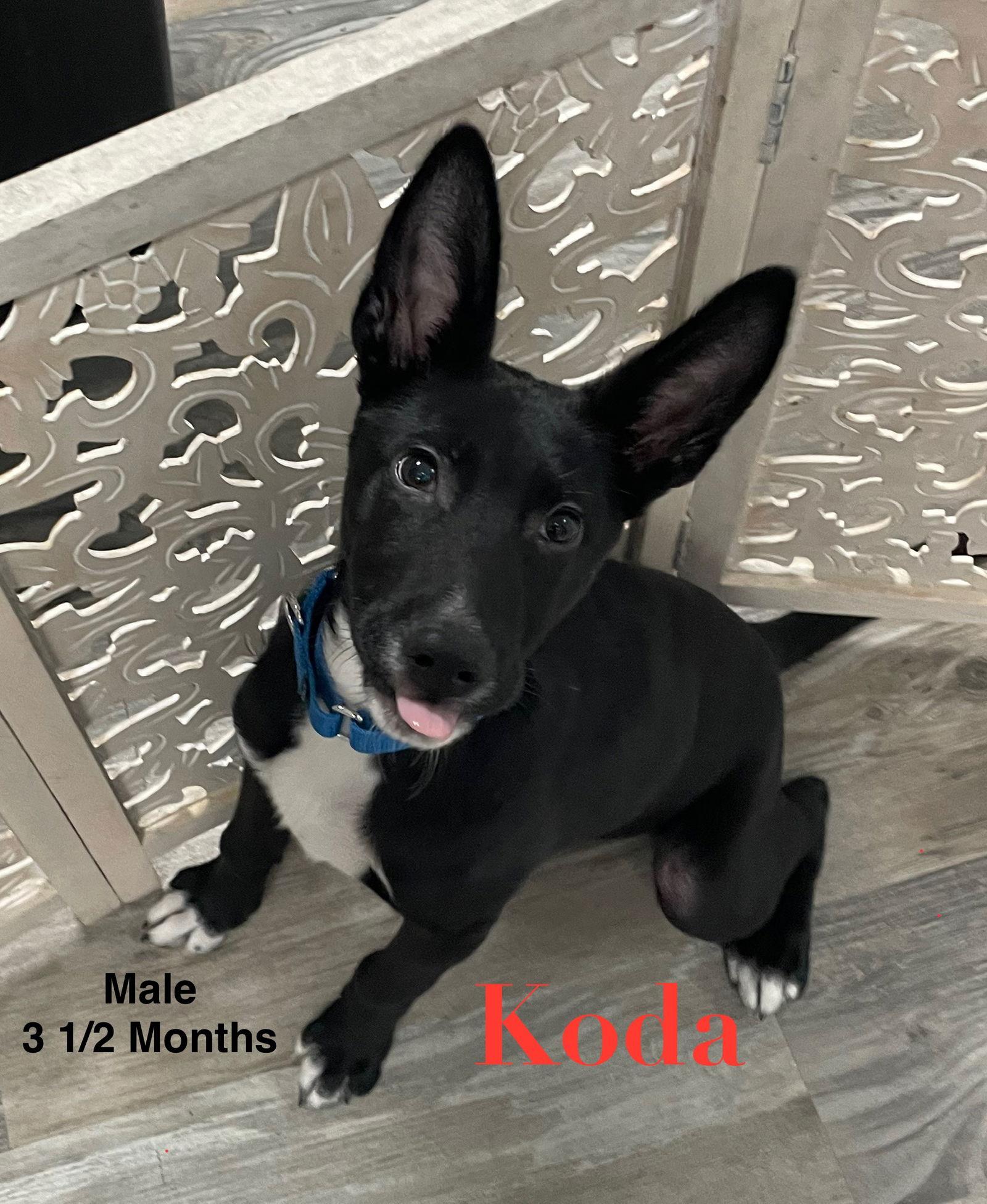 Koda, a Adopted Shepherd in Toms River, NJ image 1/3