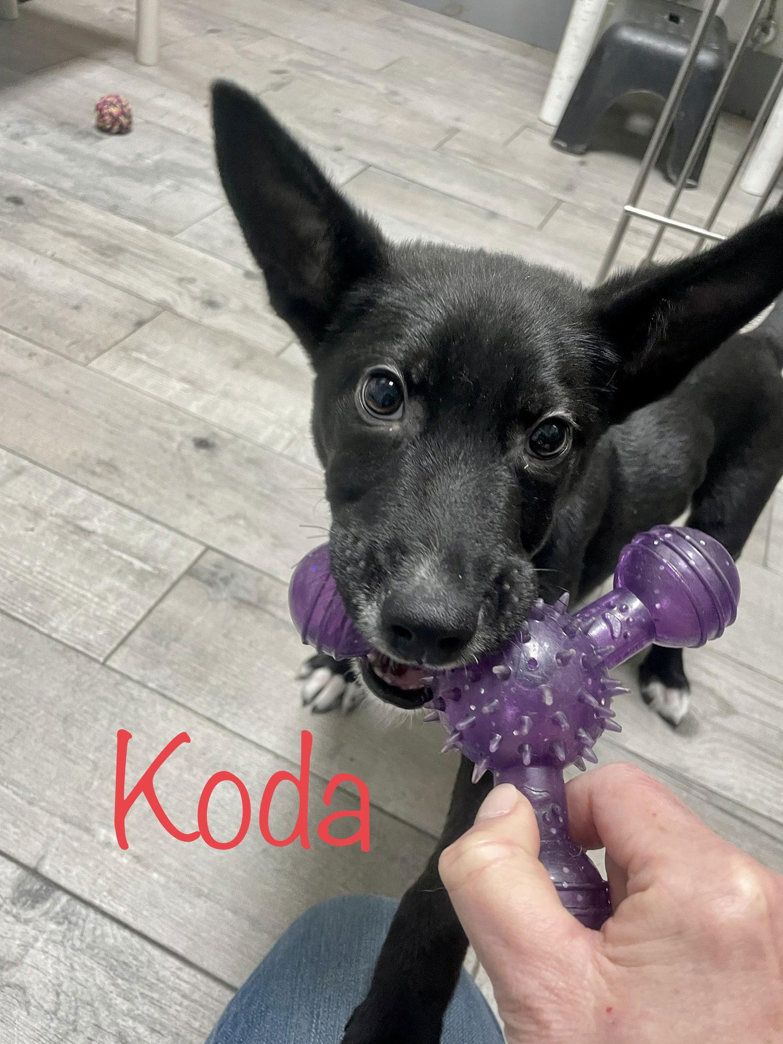 Koda, a Adopted Shepherd in Toms River, NJ image 2/3