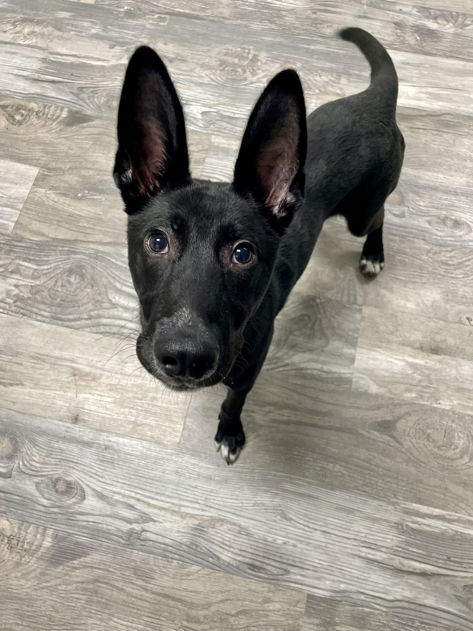 Koda, a Adopted Shepherd in Toms River, NJ image 3/3