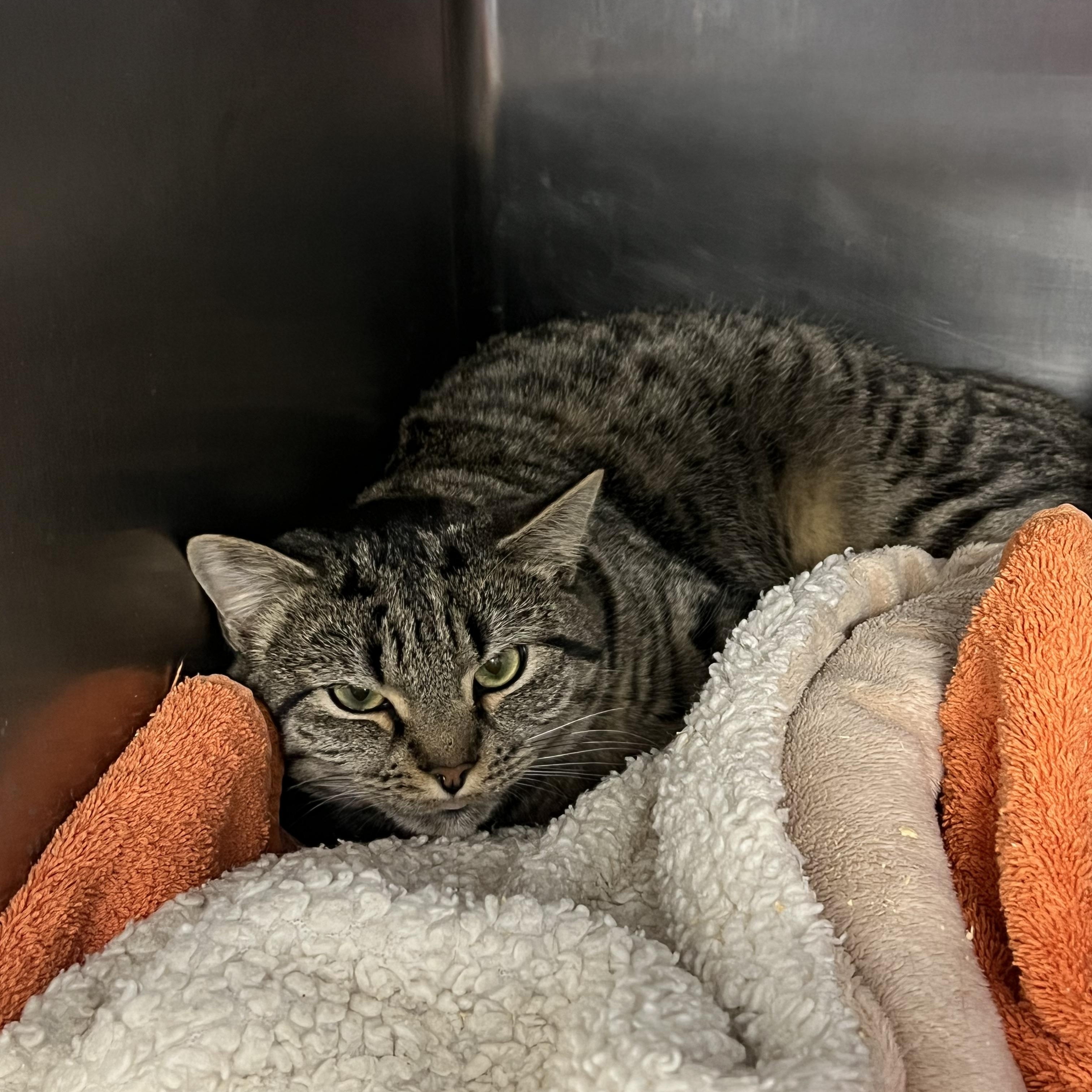 Enlarge Banshee , an adopted Domestic Short Hair in Berryville, VA image 1/1