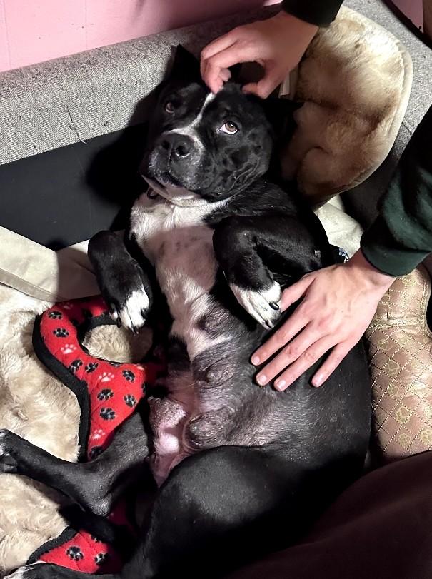 Lily-Bremerton, WA, an adopted American Staffordshire Terrier in Bremerton, WA image 3/3