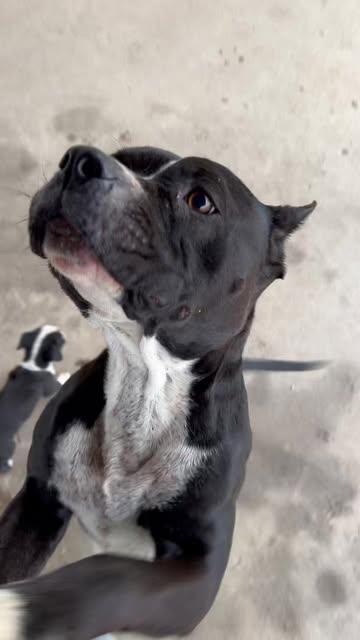 Lily-Bremerton, WA, an adopted American Staffordshire Terrier in Bremerton, WA image 2/3