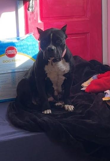 Lily-Bremerton, WA, an adopted American Staffordshire Terrier in Bremerton, WA image 1/3