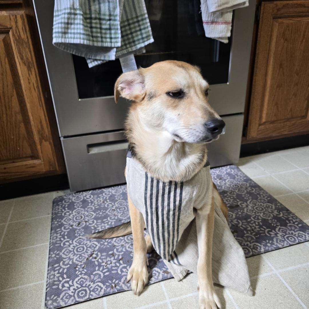 Brittany , a ADOPTABLE mixed breed in Lexington, KY image 2/4