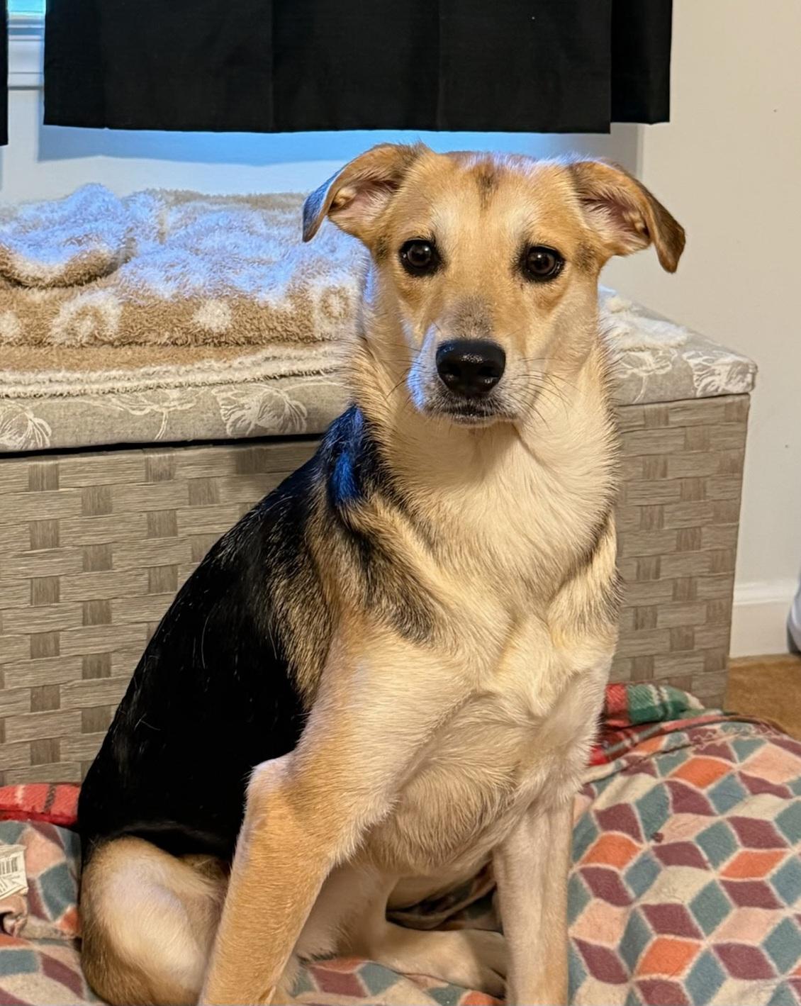 Brittany , a ADOPTABLE mixed breed in Lexington, KY image 1/4