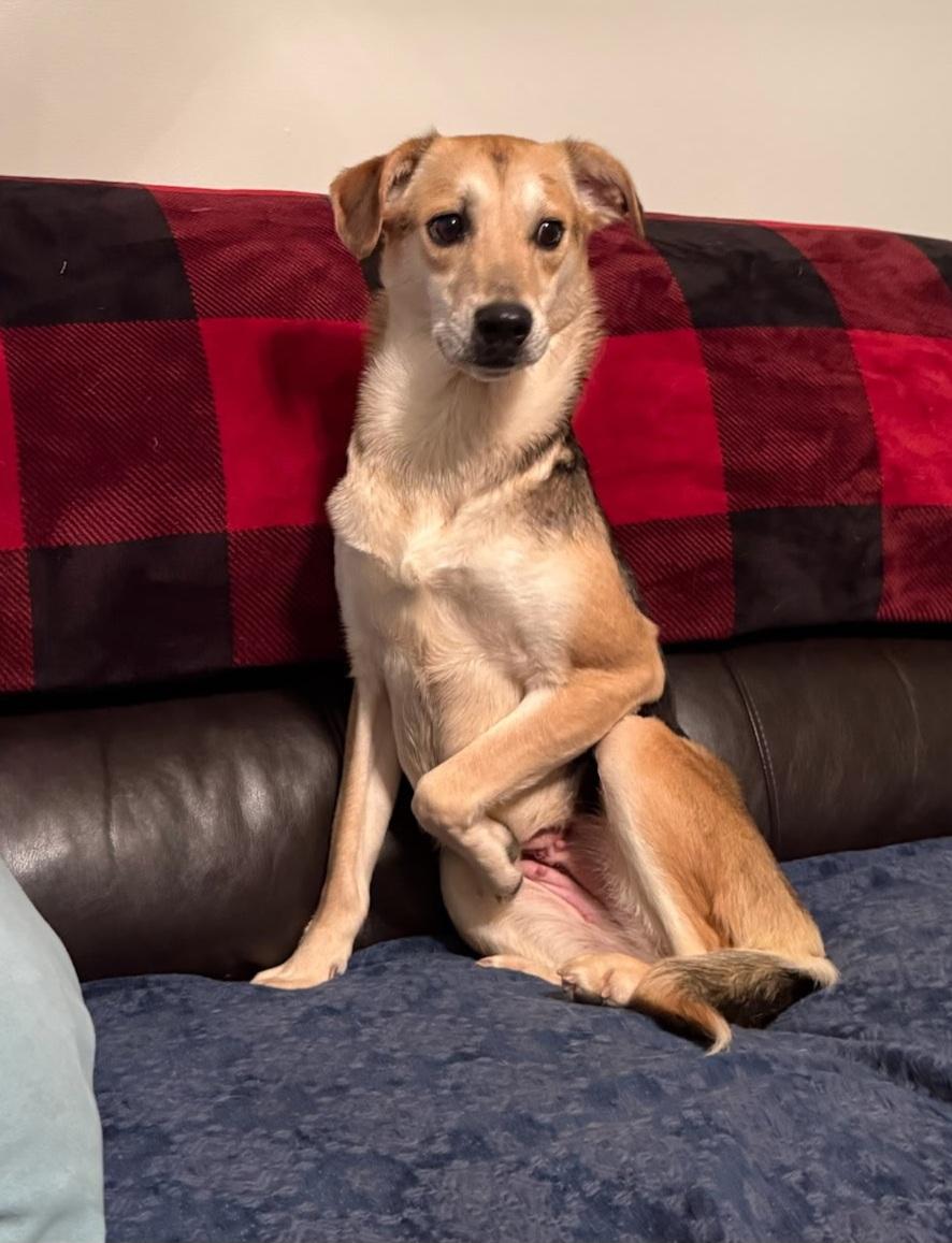 Brittany , a ADOPTABLE mixed breed in Lexington, KY image 4/4