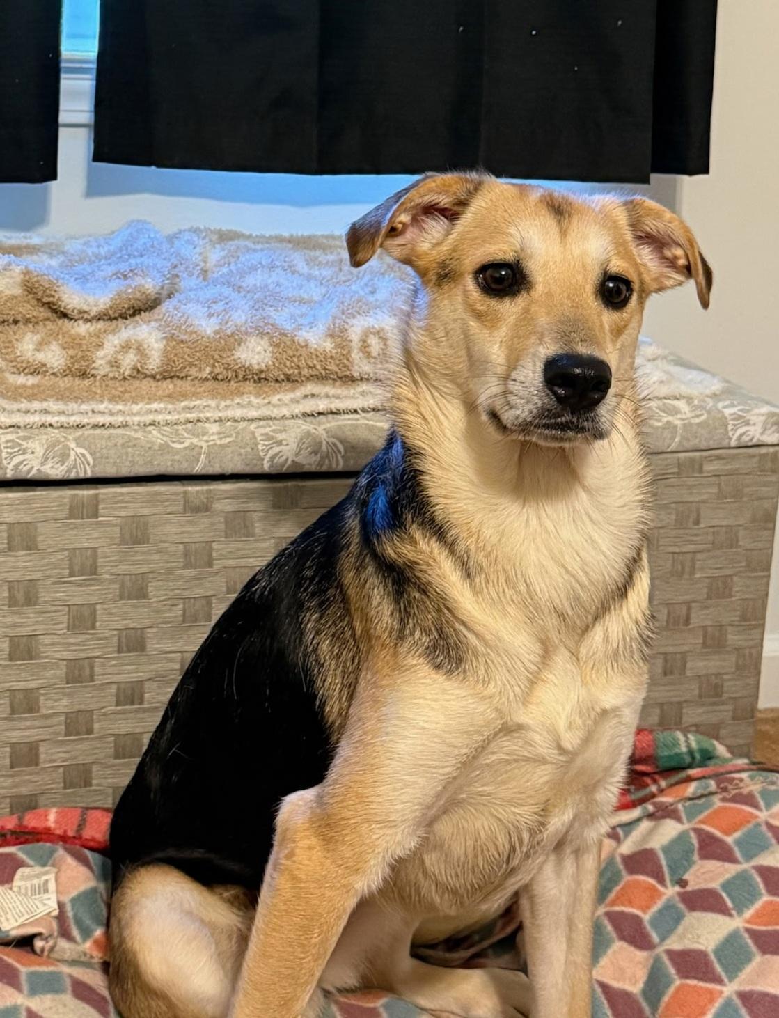 Brittany , a ADOPTABLE mixed breed in Lexington, KY image 3/4