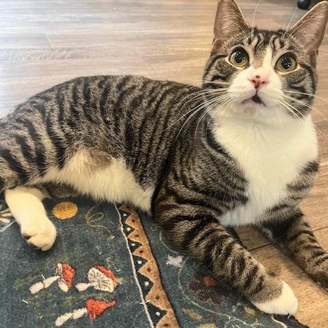 Alabama, Adoptable, Young Male Domestic Short Hair.