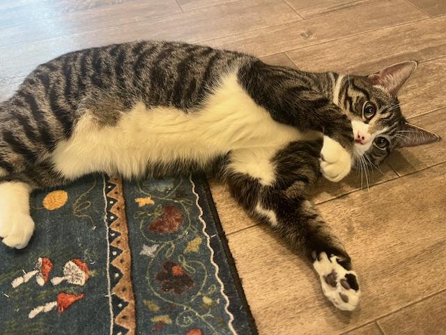 Enlarge Alabama, a Adoptable Domestic Short Hair in Rochester, MA image 5/5