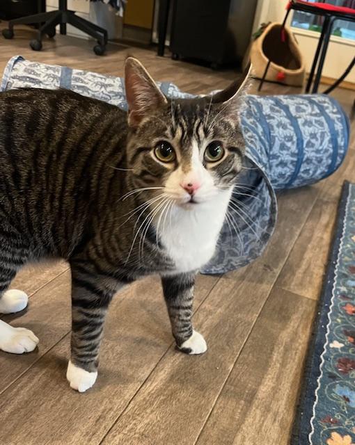 Enlarge Alabama, a Adoptable Domestic Short Hair in Rochester, MA image 3/5