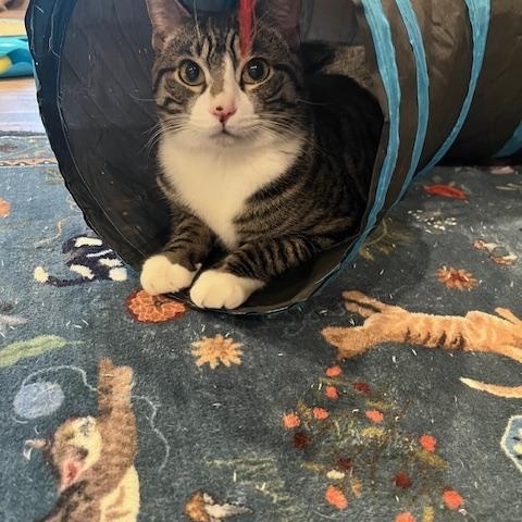 Enlarge Alabama, a Adoptable Domestic Short Hair in Rochester, MA image 4/5