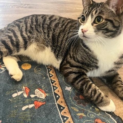 Enlarge Alabama, a Adoptable Domestic Short Hair in Rochester, MA image 2/5