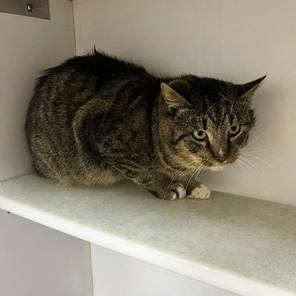 Enlarge Jacob, a ADOPTABLE Domestic Short Hair in Phoenixville, PA image 4/4