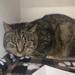 Enlarge Jacob, a ADOPTABLE Domestic Short Hair in Phoenixville, PA image 3/4