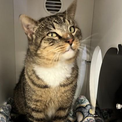 Enlarge Jacob, a ADOPTABLE Domestic Short Hair in Phoenixville, PA image 2/4