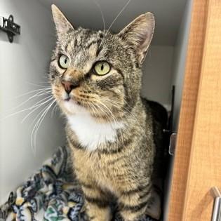 Enlarge Jacob, a ADOPTABLE Domestic Short Hair in Phoenixville, PA image 1/4