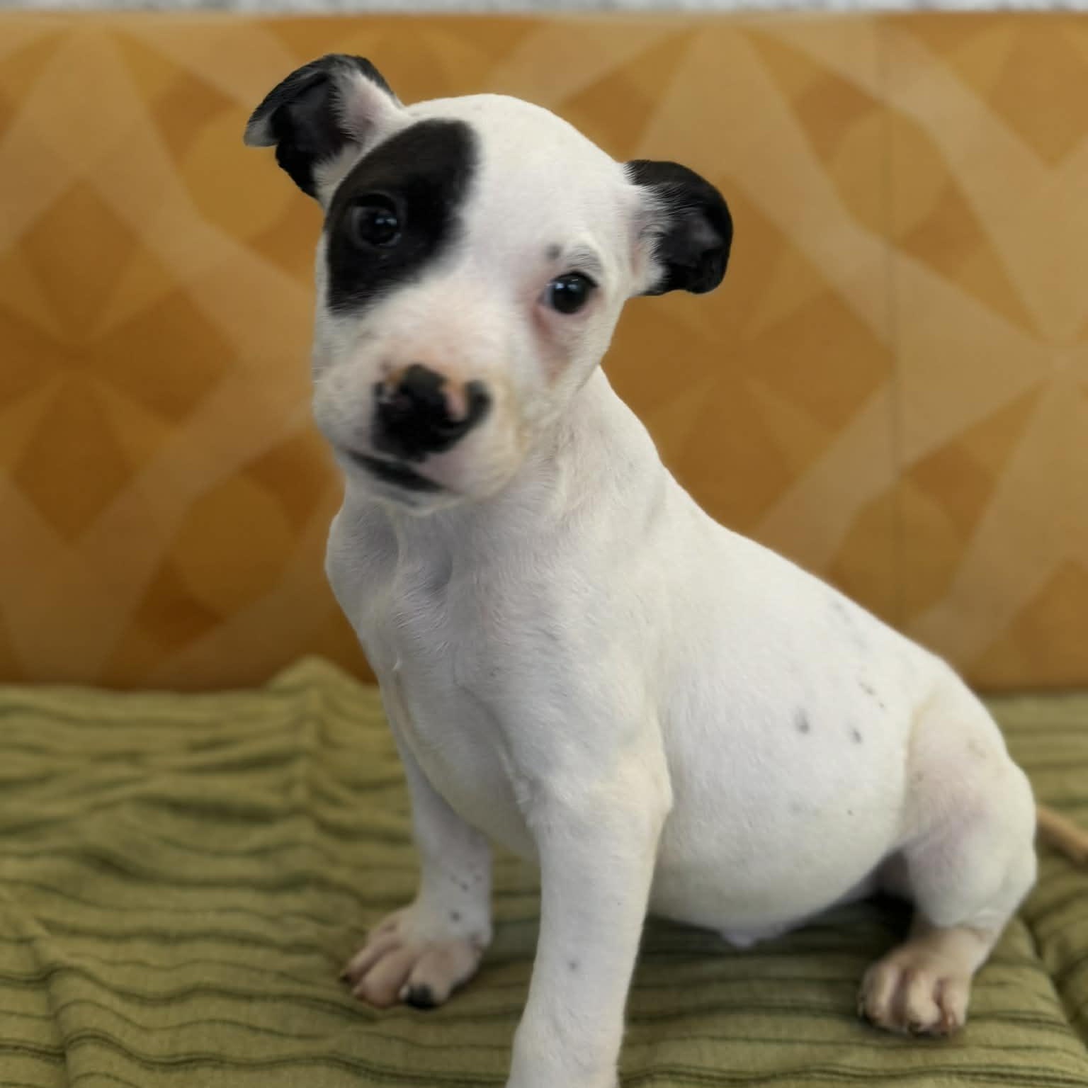 Pluto, a ADOPTABLE mixed breed in Danbury, CT image 5/5