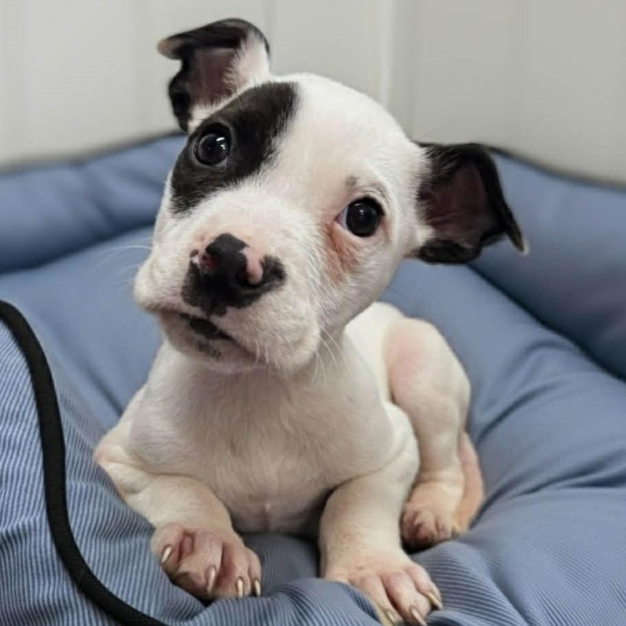 Pluto, a ADOPTABLE mixed breed in Danbury, CT image 1/5