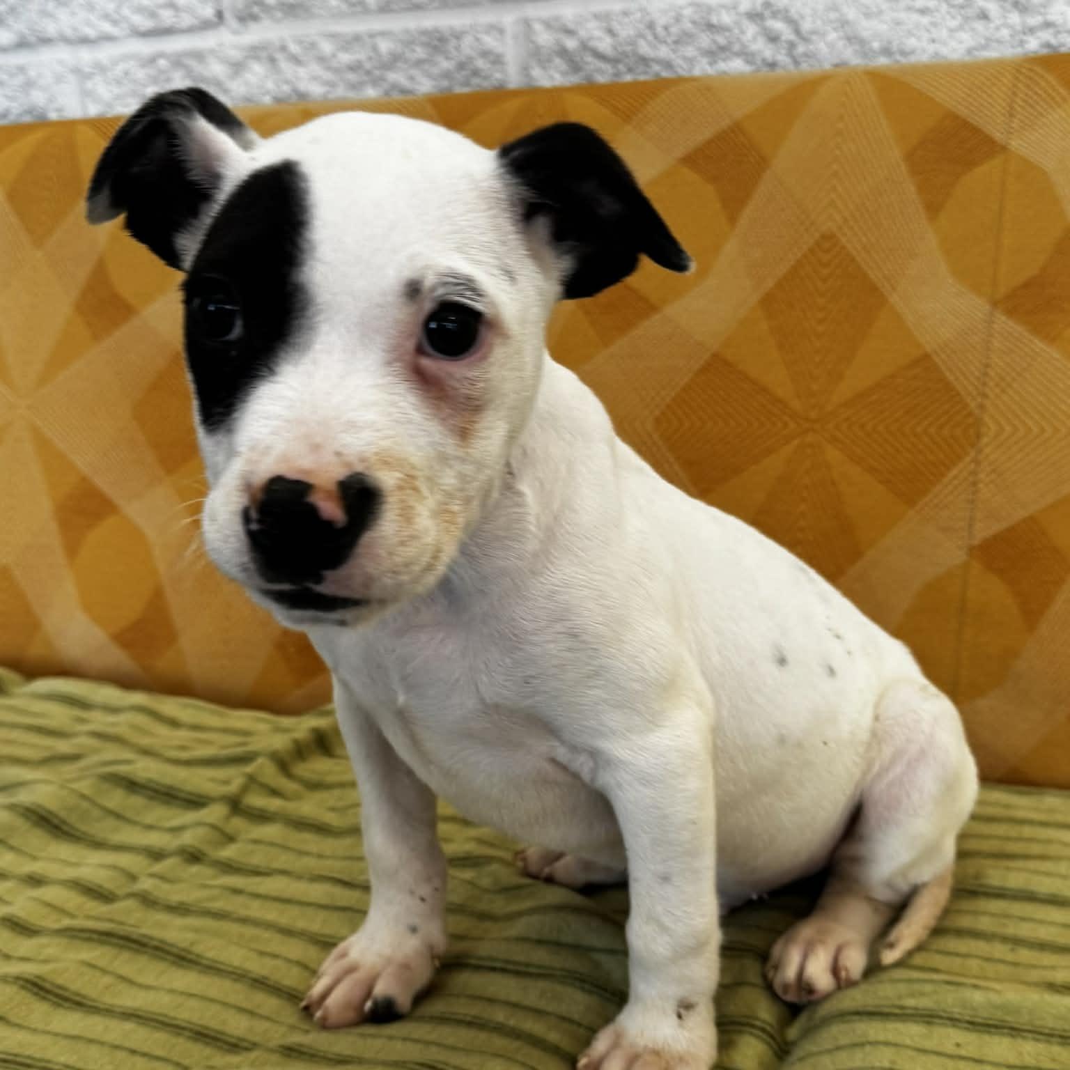 Pluto, a ADOPTABLE mixed breed in Danbury, CT image 2/5