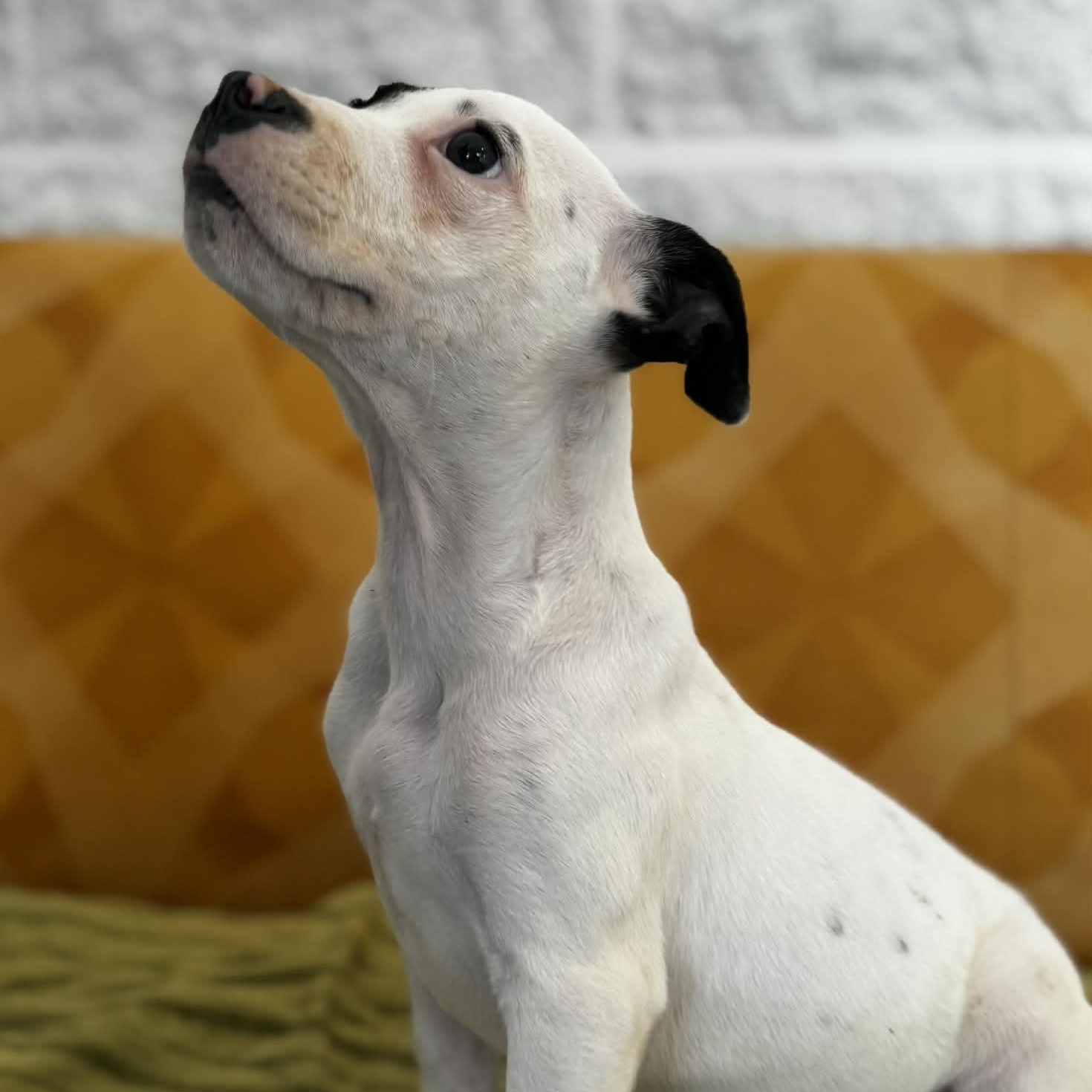 Pluto, a ADOPTABLE mixed breed in Danbury, CT image 4/5