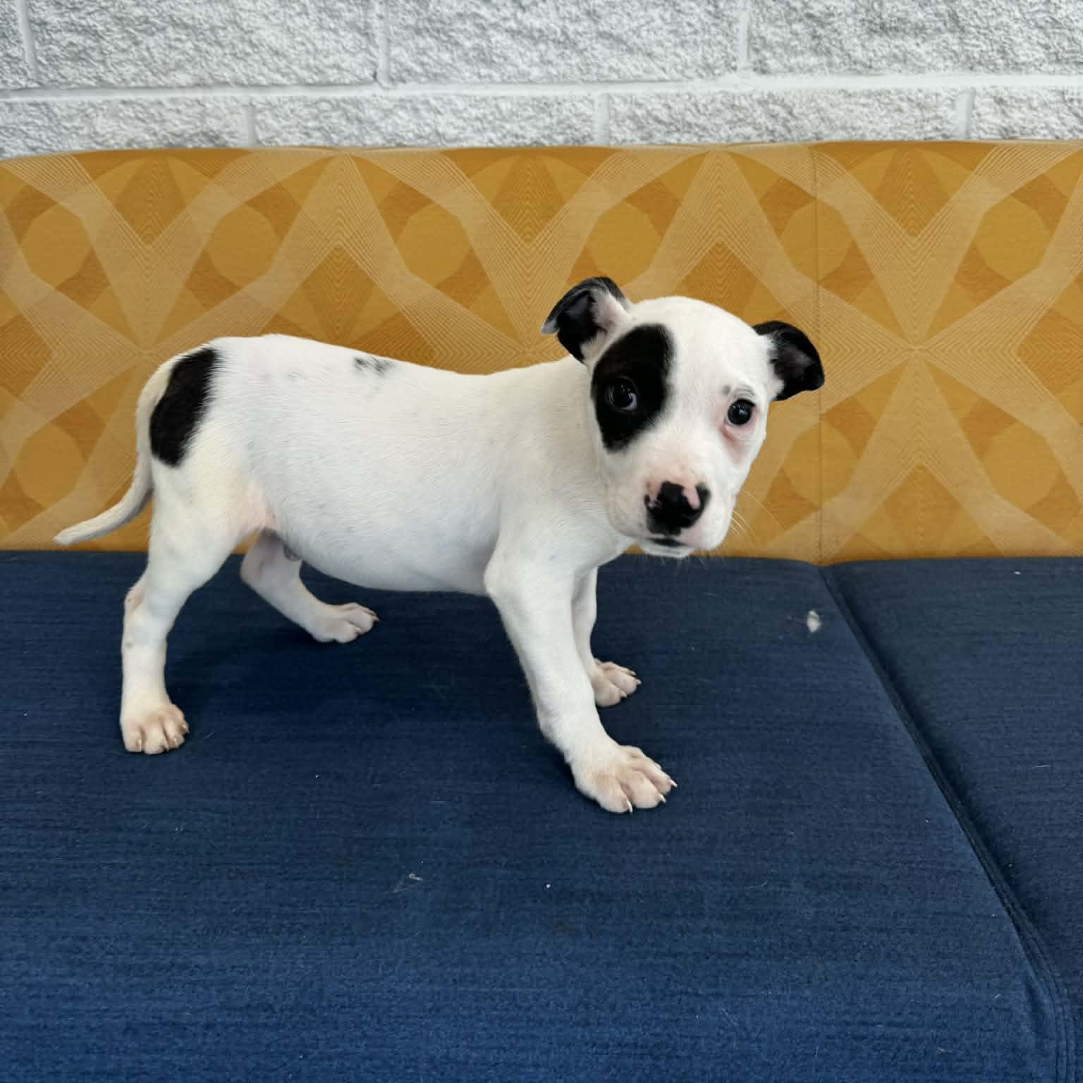 Pluto, a ADOPTABLE mixed breed in Danbury, CT image 3/5