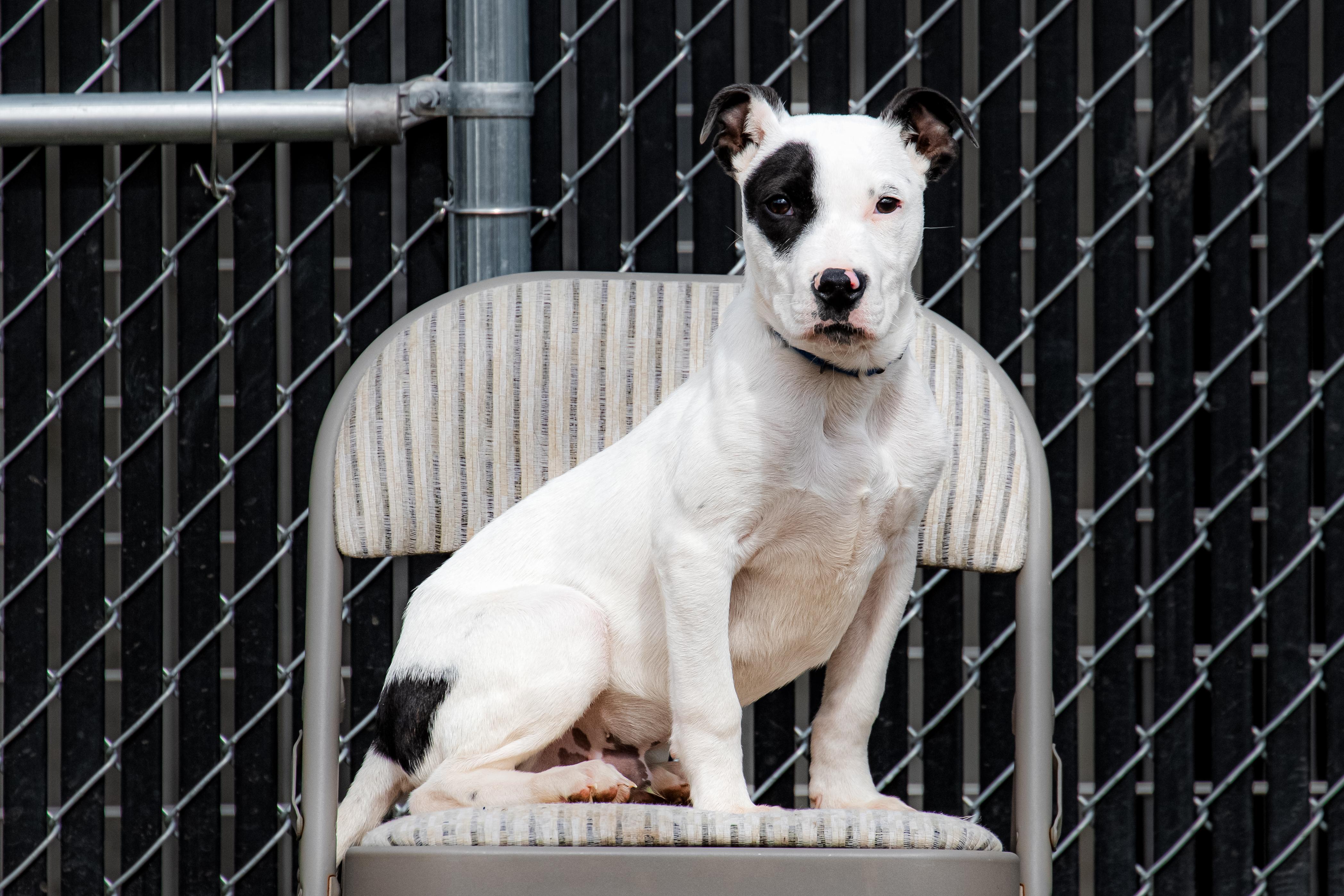 Enlarge Pluto, an adopted mixed breed in Danbury, CT image 3/3